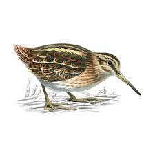 Image result for Lymnocryptes minimus