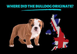 Image result for Bulldogs Power and strength