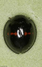 Attēlu rezultāti vaicājumam “Chilocorus renipustulatus”