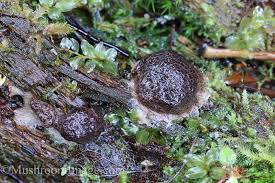 Attēlu rezultāti vaicājumam “Siphoptychium violaceum spores”