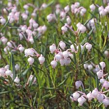Attēlu rezultāti vaicājumam “Andromeda polifolia flower”