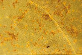 Attēlu rezultāti vaicājumam “Melampsora magnusiana”