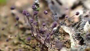 Attēlu rezultāti vaicājumam “Cribraria violacea macro”