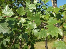 Attēlu rezultāti vaicājumam “Betula pendula var. carelica”