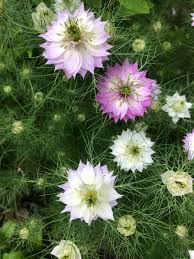Image result for Nigella damascena