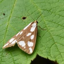 Attēlu rezultāti vaicājumam “Aphis confusa”