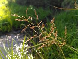 Attēlu rezultāti vaicājumam “Agrostis canina leaf”