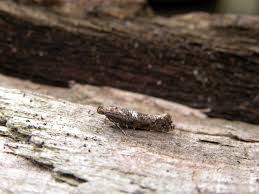 Attēlu rezultāti vaicājumam “Acrolepiopsis assectella”