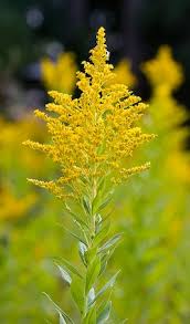 Attēlu rezultāti vaicājumam “Solidago virgaurea flower”