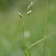 Attēlu rezultāti vaicājumam “Danthonia decumbens bud”