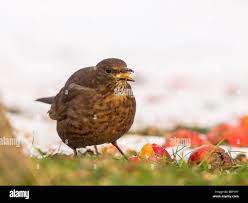 Attēlu rezultāti vaicājumam “Turdus merula female”
