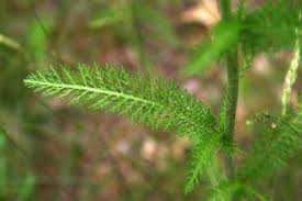 Attēlu rezultāti vaicājumam “Achillea millefolium leaf”