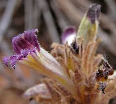 Attēlu rezultāti vaicājumam “Orobanche coerulescens flower”