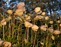 Attēlu rezultāti vaicājumam “Oenothera rubricauli flower”