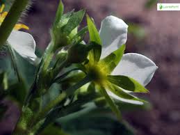 Attēlu rezultāti vaicājumam “Fragaria viridis flower”