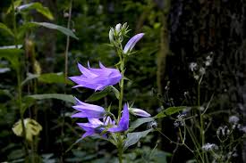 Attēlu rezultāti vaicājumam “Campanula latifolia fruit”