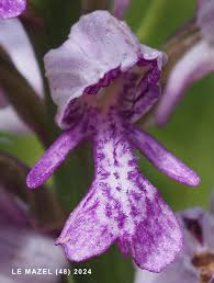 Attēlu rezultāti vaicājumam “Orchis militaris”