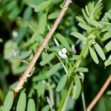 Attēlu rezultāti vaicājumam “Vicia hirsuta bud”