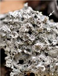 Attēlu rezultāti vaicājumam “Cladonia pyxidata”