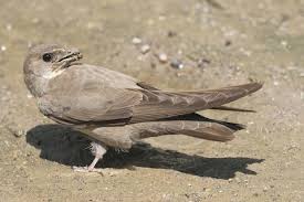 Image result for Ptyonoprogne rupestris