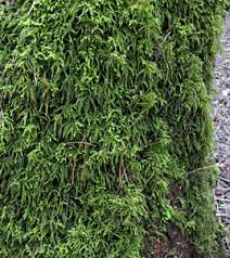 Attēlu rezultāti vaicājumam “Eurhynchium angustirete sporophyte”