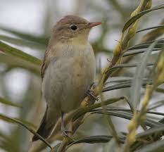 Attēlu rezultāti vaicājumam “Hippolais caligata”