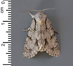 Attēlu rezultāti vaicājumam “Mythimna flammea”