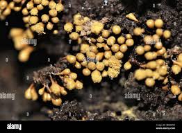 Attēlu rezultāti vaicājumam “Hemitrichia calyculata young”