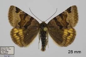 Attēlu rezultāti vaicājumam “Euclidia glyphica”