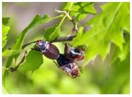 Attēlu rezultāti vaicājumam “Amphimallon solstitiale imago”