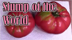 Afbeeldingsresultaat voor stump of the world tomato