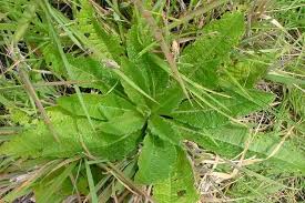 Attēlu rezultāti vaicājumam “Dipsacus fullonum”