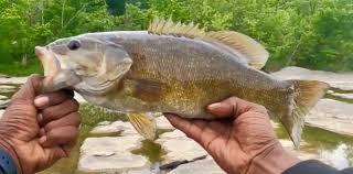 Image result for Micropterus dolomieu