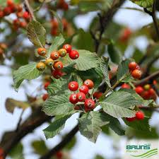 Attēlu rezultāti vaicājumam “Sorbus aria”