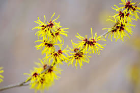 Attēlu rezultāti vaicājumam “Hamamelis virginiana flower”
