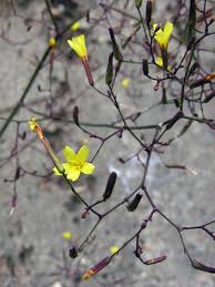 Attēlu rezultāti vaicājumam “Mycelis muralis”