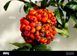 Attēlu rezultāti vaicājumam “Sorbus aucuparia fruit”