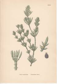 Attēlu rezultāti vaicājumam “Chara tomentosa”