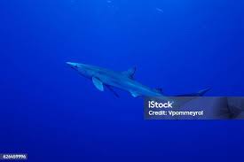 Image result for Prionace glauca