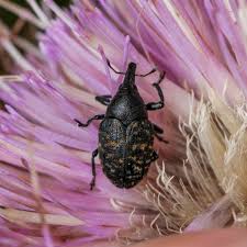 Attēlu rezultāti vaicājumam “Larinus sp.”