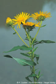 Attēlu rezultāti vaicājumam “Inula britannica”