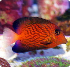 Image result for Ctenochaetus hawaiiensis