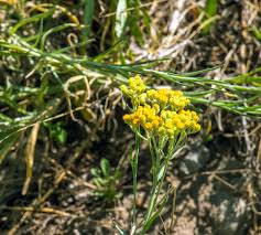 Attēlu rezultāti vaicājumam “Helichrysum arenarium leaf”