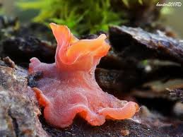 Attēlu rezultāti vaicājumam “Cytidia salicina”