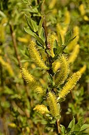 Attēlu rezultāti vaicājumam “Salix triandra”