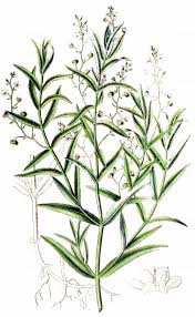 Attēlu rezultāti vaicājumam “Veronica scutellata”