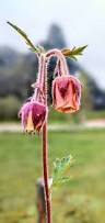 Image result for Geum rivale