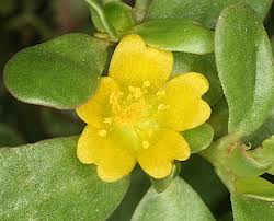 Attēlu rezultāti vaicājumam “Portulacaceae”