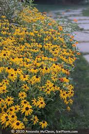 Image result for Rudbeckia fulgida