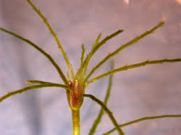 Attēlu rezultāti vaicājumam “Najas tenuissima”